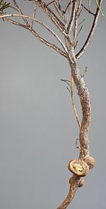 Ethonion corpulentum, PL2539I, larva, in Dillwynia glaberrima root gall (dissected), SE, 14.2 × 2.2 mm